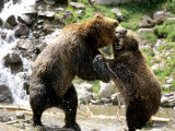 Grizzly Bears, Male and Female Playing, Quebec, Canada Photographie par Philippe Henry