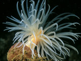 Sea Loch Anemone, Stallion Rock, Scotland Photographic Print by Paul Kay