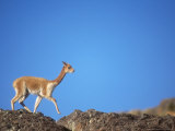 Vicuna, Wild High Andes Cameloid, Peru Lámina fotográfica por Mark Jones Vicuna, Wild High Andes Cameloid, Peru Lámina fotográfica por Mark Jones