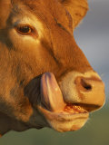 Close-up of Cow Licking Face with Tongue, Scotland Lámina fotográfica por Mark Hamblin