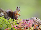 Red Squirrel, Portrait of Adult on Fallen Log in Autumnal Forest, Norway Fotografisk tryk af Mark Hamblin Red Squirrel, Portrait of Adult on Fallen Log in Autumnal Forest, Norway Fotografisk tryk af Mark Hamblin