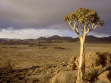 Kokerboom, Aloe Dichotoma, Goegap Nr South Africa Photographie par Tim Jackson