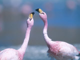 Jamess Flamingo, Males Squabbling, Bolivia Photographic Print by Mark Jones