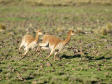 Vicuna, Males in High Speed Chase, Peruvian Andes Lámina fotográfica por Mark Jones Vicuna, Males in High Speed Chase, Peruvian Andes Lámina fotográfica por Mark Jones