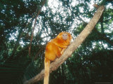 Golden Lion Tamarin, Poco Das Antas Reserve, Brazil Photographic Print by Mark Jones