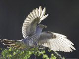 Cuckoo, Adult Male Alighting on Larch Branch with Light Shining Through Wings, Scotland Lámina fotográfica por Mark Hamblin Cuckoo, Adult Male Alighting on Larch Branch with Light Shining Through Wings, Scotland Lámina fotográfica por Mark Hamblin
