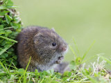 Field Vole, Feeding on Grass Shoots, Scotland Lámina fotográfica por Mark Hamblin Field Vole, Feeding on Grass Shoots, Scotland Lámina fotográfica por Mark Hamblin