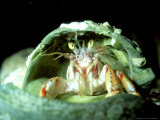 Hermit Crab, Trying Shell for Size, UK Photographic Print by Paul Kay