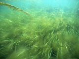 Seagrass, Papa Westray, N. Scotland, UK Photographic Print by Paul Kay