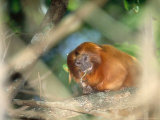 Golden Lion Tamarin, Feeding, Atlantic Rainforest, Brazil Lámina fotográfica por Mark Jones