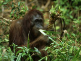 Orangutan, Eating, Borneo Photographie par Mike Hill