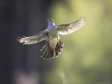 Cuckoo, Adult Male in Flight in Evening Light, Scotland Photographie par Mark Hamblin