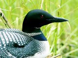 Common Loon on Nest, Quebec, Canada Photographic Print by Philippe Henry