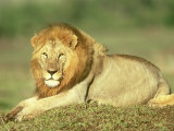 Lion, Panthera Leo, Masai Mara Game Reserve, Kenya Impressão fotográfica por Adam Jones Lion, Panthera Leo, Masai Mara Game Reserve, Kenya Impressão fotográfica por Adam Jones