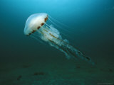 Paul Kay - Compass Jellyfish, Aran Islands, Ireland Fotografická reprodukce