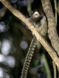 Black Tufted-Eared Marmoset, Poco Das Antas Reserve, Brazil Lámina fotográfica por Mark Jones