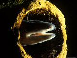 Conger Eel, Head Looking out from Pipe, County Kerry, Ireland Photographie par Paul Kay