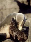Galapagos Sea Lion, Punta Suarez, Galapagos Photographic Print by Mark Jones