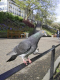Feral Pigeon Perched on Railing in City Park, Scotland, UK Photographie par Mark Hamblin