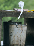 Great Egret, Feeding in a Garbage Can, Usa Photographie par Philippe Henry