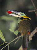 Golden Collared Toucanet, Carrying Fruit, Tambopata, Peruvian Amazon Photographic Print by Mark Jones