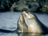 Galapagos Sea Lion, Pups Greeting, Galapagos Photographic Print by Mark Jones