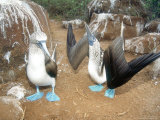 Blue Footed Booby, Elaborate Courtship Dance, Galapagos Photographie par Mark Jones