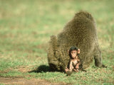 Baby Olive Baboon, Papio Anubis with Female Masai Mara Game Res. Kenya Photographie par Adam Jones