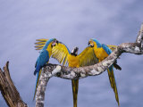 Blue and Yellow Macaw, Family, Peruvian Amazon Photographic Print by Mark Jones