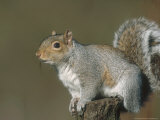 Grey Squirrel, Close-up Portrait in Winter Coat, UK Photographic Print by Mark Hamblin