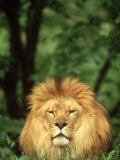 Lion, Panthera Leo Adult Male Reprodukcja zdjęcia autor Adam Jones