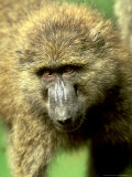 Olive Baboon, Papio Anubis Lake Nakuru N.P. Kenya Photographie par Adam Jones