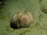 Sea Potato or Heart Urchin, North Wales, UK Fotografie-Druck von Paul Kay