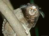Black Tufted-Eared Marmoset, Barra Mansa, Brazil Lámina fotográfica por Mark Jones