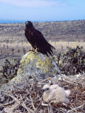 Galapagos Hawk, with Chick on Nest, Galapagos Photographic Print by Mark Jones