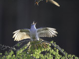 Cuckoo, Adult Male Calling Aggressively Towards Rival Male, Scotland Photographie par Mark Hamblin