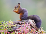 Red Squirrel, Adult on Fallen Log Eating a Hazelnut, Norway Fotografie-Druck von Mark Hamblin