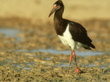 Abdims Stork, Kalahari Gemsbok National Park, South Africa Photographie par Tim Jackson