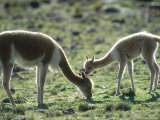 Vicuna, Mother with 3 Week Old Baby, Peruvian Andes Lámina fotográfica por Mark Jones Vicuna, Mother with 3 Week Old Baby, Peruvian Andes Lámina fotográfica por Mark Jones