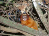 Golden Lion Tamarin, Free-Living Infant, Atlantic Rainforest, Brazil Lámina fotográfica por Mark Jones
