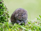 Field Vole, Feeding on Grass Shoots, Scotland Lámina fotográfica por Mark Hamblin Field Vole, Feeding on Grass Shoots, Scotland Lámina fotográfica por Mark Hamblin