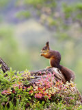 Red Squirrel, Adult Feeding on Hazelnut on Fallen Log in Forest in Autumn, Norway Photographie par Mark Hamblin
