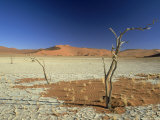 Dead Acacia Tree and Cracked Mud, Sossusvlei, Namibia Photographie par Tim Jackson