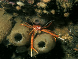 Long-Clawed Squat Lobster, Kenmare Point, Scotland Photographie par Paul Kay