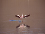 Jamess Flamingo, Landing in Saline Lake, Laguna Colorada, Bolivia Photographic Print by Mark Jones