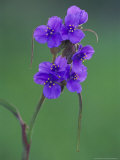 Prairie Spiderworttexas Hill Country Lámina fotográfica por Adam Jones Prairie Spiderworttexas Hill Country Lámina fotográfica por Adam Jones