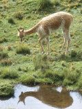 Vicuna, Wild High Andes Cameloid, Llullita, Peruvian Andes Lámina fotográfica por Mark Jones Vicuna, Wild High Andes Cameloid, Llullita, Peruvian Andes Lámina fotográfica por Mark Jones