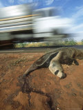 Giant Anteater, Road Kill Victim, Brazil Photographic Print by Mark Jones