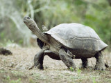 Giant Tortoise, Birds Picking Ticks, Isabella Island, Galapagos Photographic Print by Mark Jones