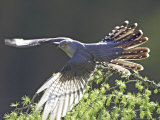 Cuckoo, Adult Male Taking-Off from Larch Branch, Scotland Photographic Print by Mark Hamblin